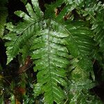 Triplophyllum securidiforme पत्ता