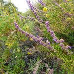 Trichostema lanatum Hábito