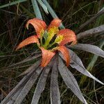 Lilium catesbaei ফুল