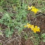 Crotalaria emarginella Flor