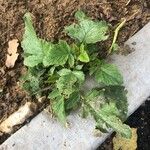 Brassica juncea पत्ता