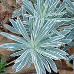 Euphorbia characias Foglia