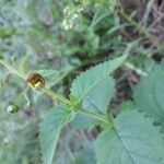 Scrophularia alpestris Flower