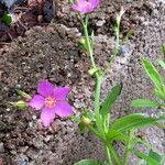 Talinum paniculatum Blomma