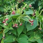 Combretum indicum Fleur