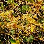 Cuscuta campestris Lapas