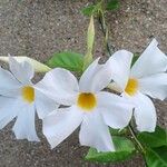 Mandevilla boliviensis Blomma