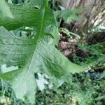 Lactuca biennis Leaf