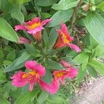 Alstroemeria ligtuŽiedas