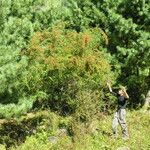 Spiraea canescens Celota