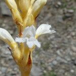 Orobanche nana Кветка