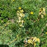 Pedicularis ascendens Flower