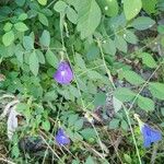 Centrosema virginianum Flower