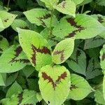 Persicaria virginiana Hoja