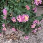 Lantana aculeata Flors