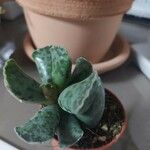 Adromischus cooperi Leaf