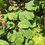 Rubus fruticosus Blatt