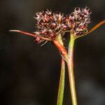 Luzula multiflora Owoc