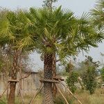 Copernicia alba Hoja