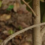 Annona senegalensis Kéreg