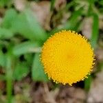 Leucanthemum virgatum 花