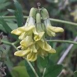 Astragalus frigidus Floare
