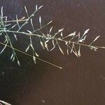 Eragrostis tenuifolia Цветок