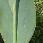 Canna glauca Лист