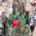 Mitchella repens Fruit