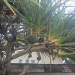 Pandanus utilis Frucht