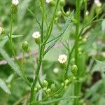 Erigeron canadensis 花