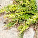 Polystichum lonchitis Лист