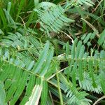 Pentaclethra macroloba Лист