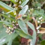 Polygonum aviculare花