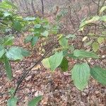 Smilax tamnoides Blatt