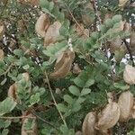 Colutea arborescens Leaf