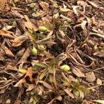 Helleborus viridis Leaf