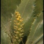 Stillingia spinulosa Flower