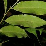 Guatteria dolichopoda Leaf