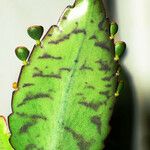 Kalanchoe daigremontiana Leaf