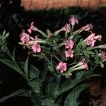 Nicotiana tabacum फूल