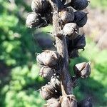 Verbascum virgatum Frukto