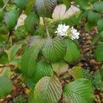 Viburnum × juddii