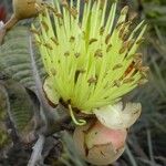 Pleurocalyptus pancheri 花