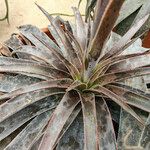 Agave maculata Leaf