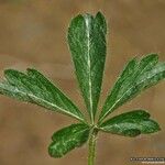 Potentilla puberula Likasa