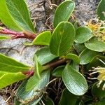 Salix retusa Leaf