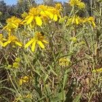 Senecio spartioides Цвят