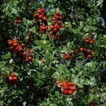 Rhus microphylla Vivejo