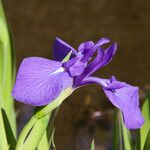 Iris laevigata Blomma